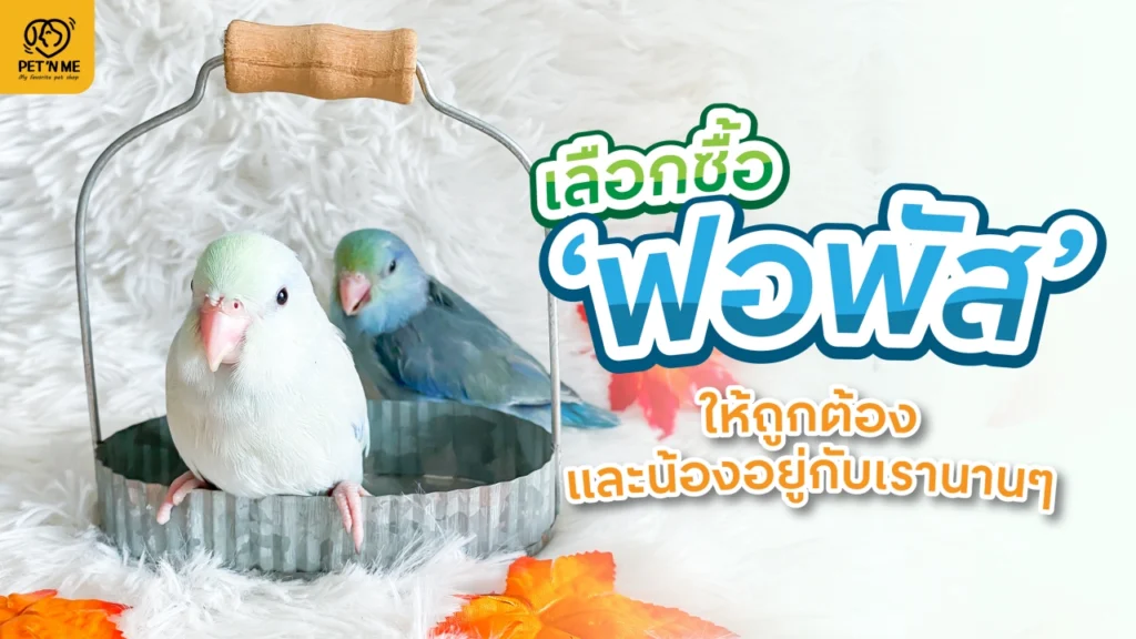 เลี้ยงนกฟอพัส เลือกนก forpus