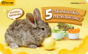 5 วิธีเตรียมเลี้ยงกระต่ายตัวใหม่ พร้อมวิธีเลือกอาหารกระต่าย