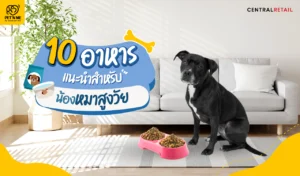 10 อาหารหมารักษาโรค ดูแลสุขภาพ เพื่อสุนัขสูงวัย