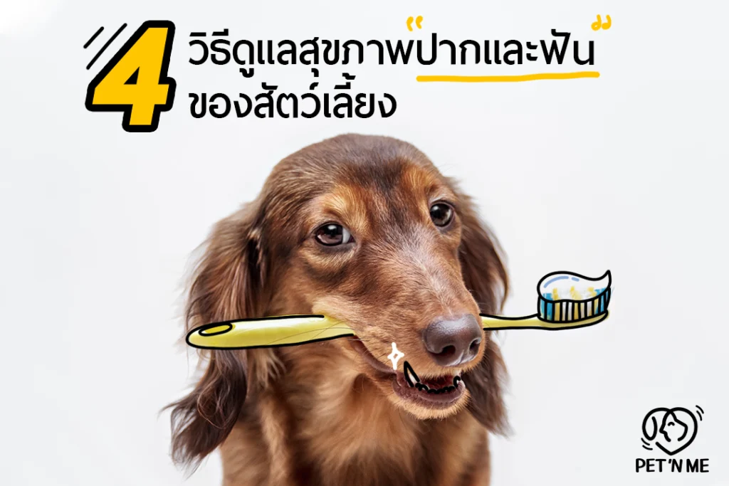 ดูแลสุขภาพปากและฟันของสัตว์เลี้ยง